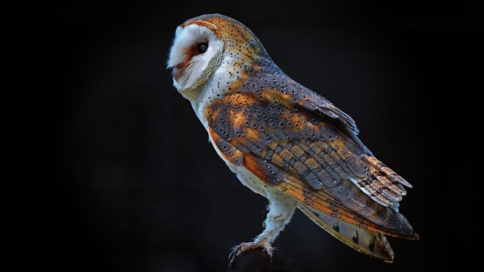 Barn owl on a black background