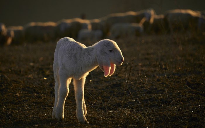 4K White Sheep Cub in Evening Field