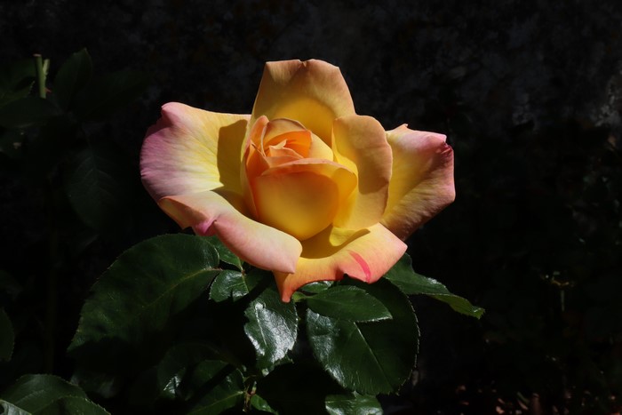 Yellow and pink rose with dark background