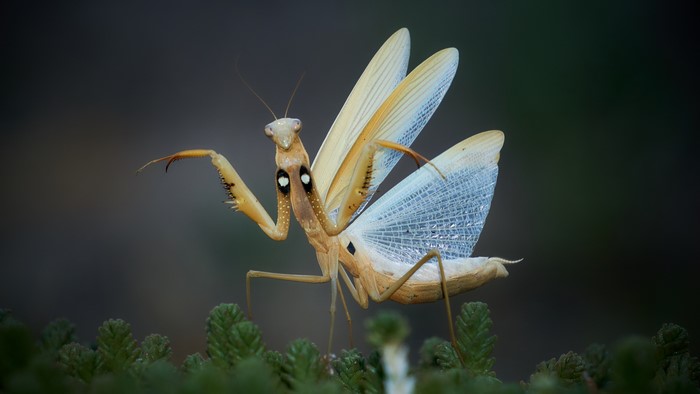 Praying Mantis with open wings on green plants