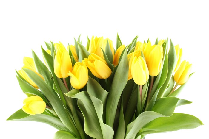 Many yellow tulips on a white background