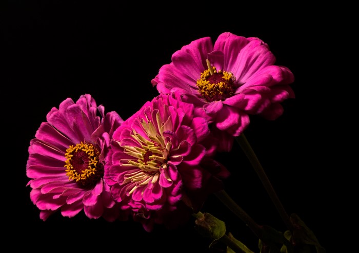 Vibrant Pink Zinnia Flowers on Black