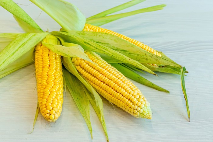 Four ears of corn with husks