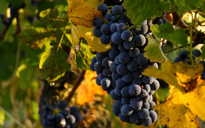 Grapes on the Vine with Yellow Leaves