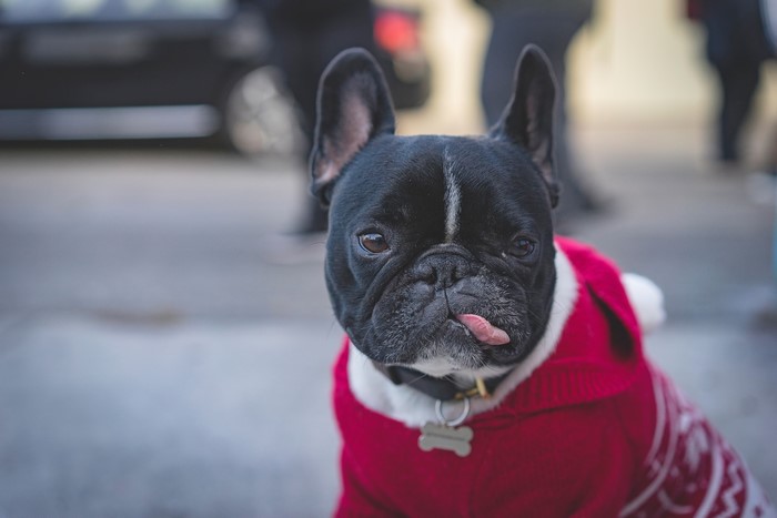 French Bulldog wearing a red sweater with tongue out