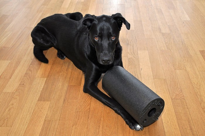 Black Labrador Retriever dog with a foam roller