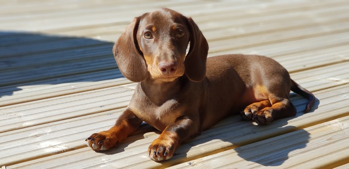 Brown Dachshund Puppy Lying on Wood Planks