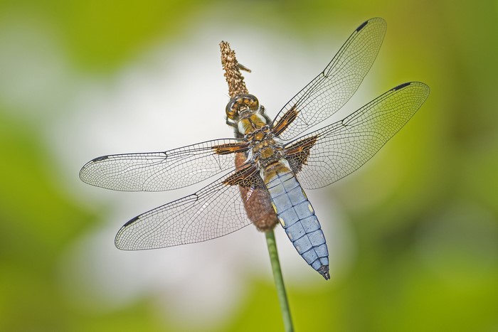 Dragonfly perched on a plant stem