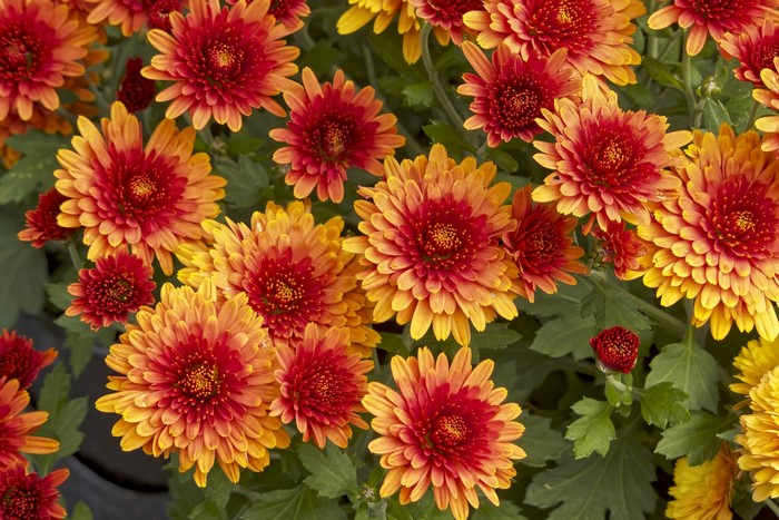 Close-up of orange and red chrysanthemums
