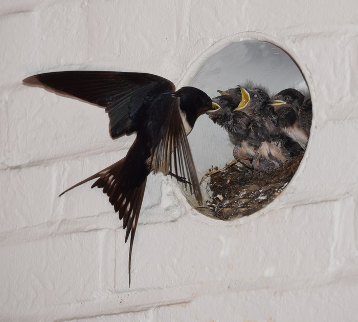 Swallow feeding chicks in a nest