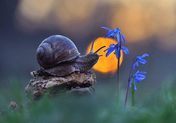 Snail and blue flowers at sunset
