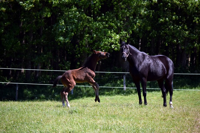 Two Horses in a Grassy Field