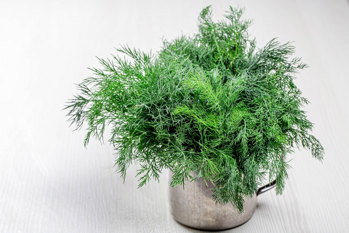 Dill in a gray metal cup