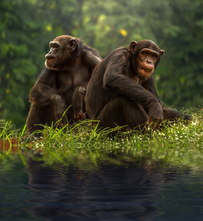 Two chimpanzees sitting on grass by the water