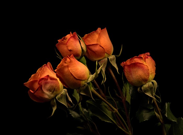 Four orange roses on black background