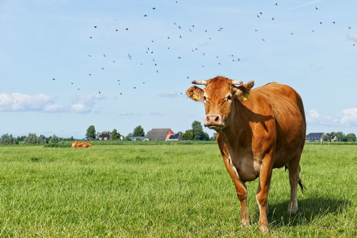 Brown cow in a grassy field with birds flying