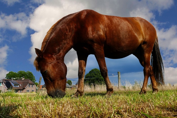 Brown horse grazing in a field with houses in the background