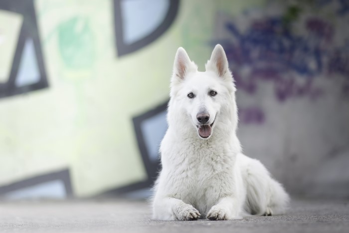 White Shepherd Dog Lying Down