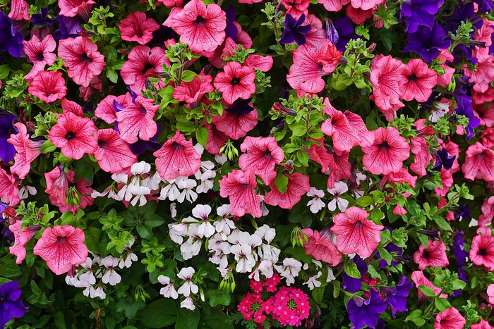 A dense arrangement of pink, purple, and white petunias