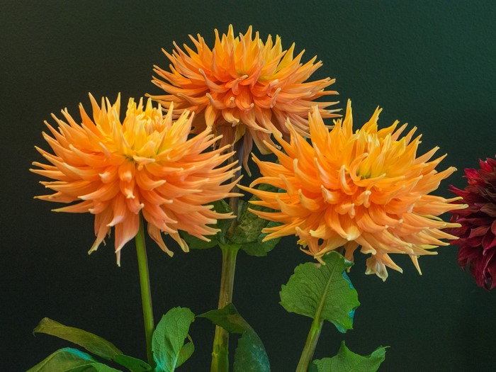 Three orange dahlias with a dark background