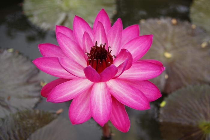 Pink Water Lily in Bloom