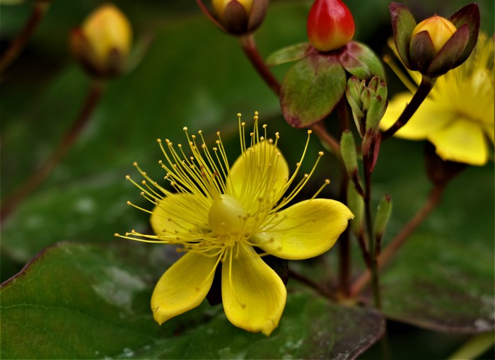 Yellow Hypericum flower with buds