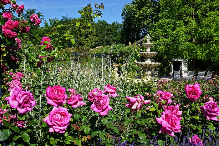 Rose garden with fountain in Arcen, Netherlands