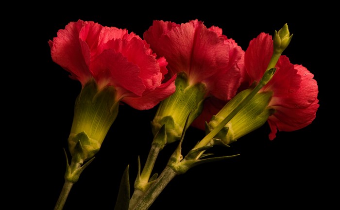 Three red carnations on black background