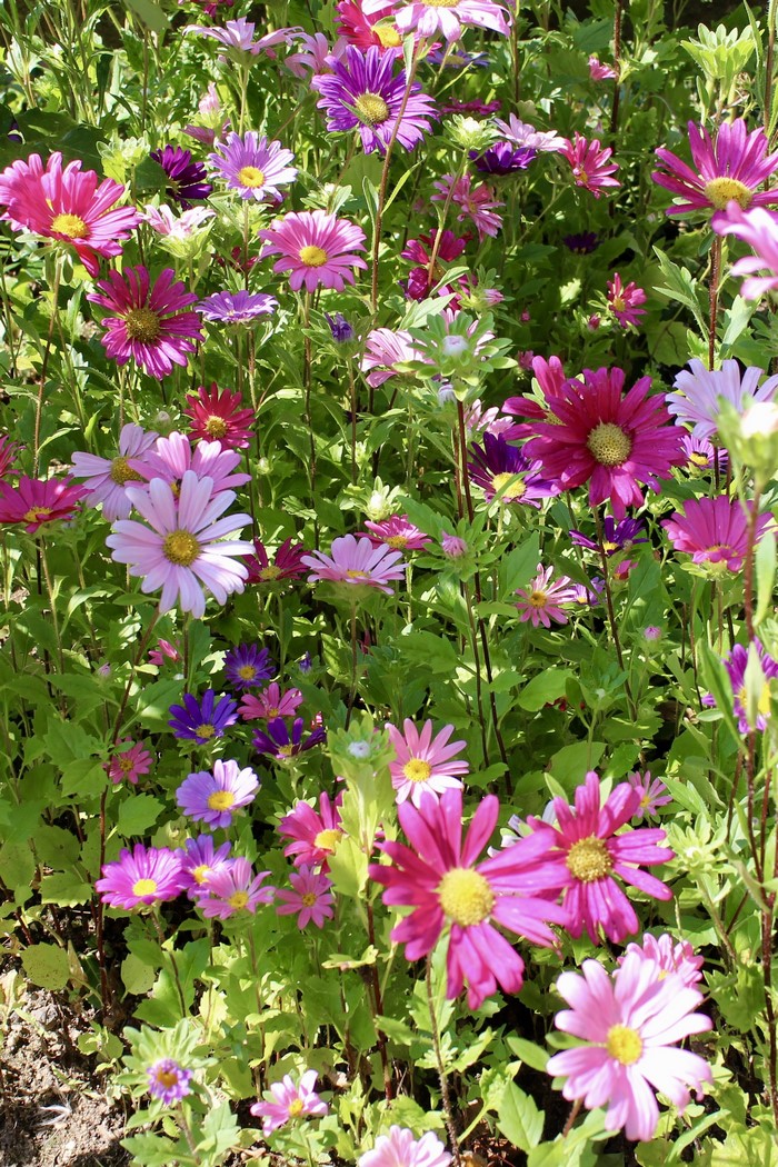 A field of colorful asters in bloom