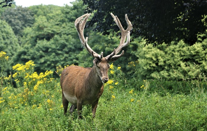 Deer with large antlers in a grassy field