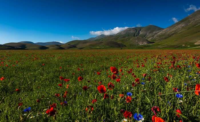 Field of Poppies and Cornflowers in Sibillini National Park, Italy