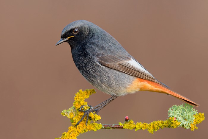 Common redstart bird on a lichen-covered branch
