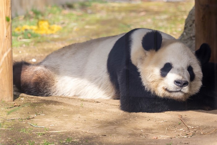 Panda sleeping on the ground