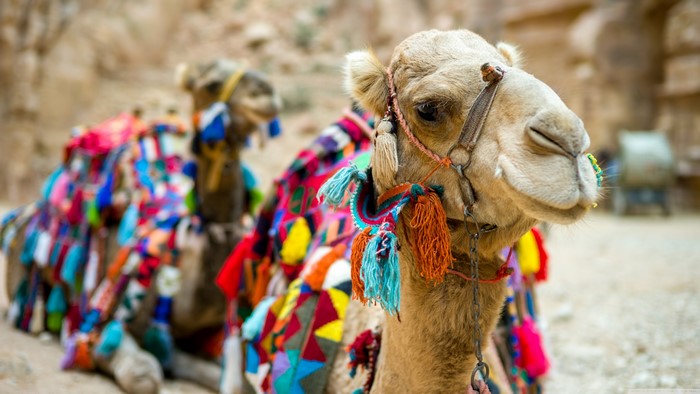 Camels with colorful blankets in a desert