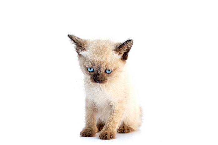 4K Siamese Kitten on White Background
