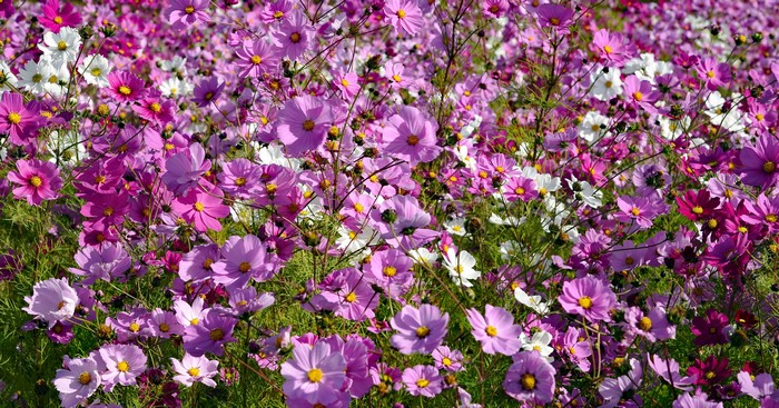 Field of pink and white cosmos flowers