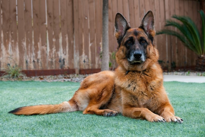 German Shepherd dog lying on grass