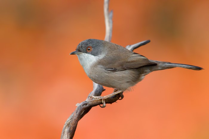 Sardinian warbler perched on a branch