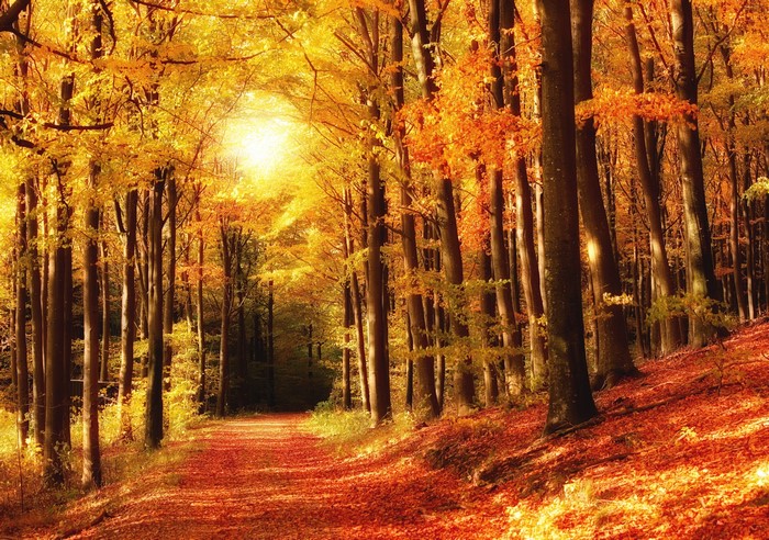 Autumn forest path with fallen leaves and sunlight