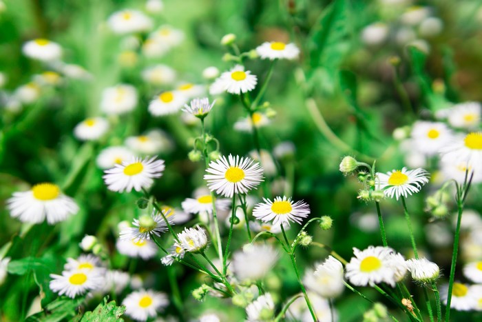 Field of white daisies with yellow centers