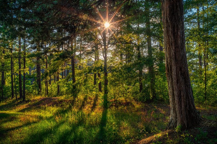 Sunlight filtering through trees in a forest