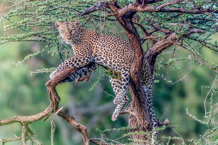 Leopard resting on tree branches