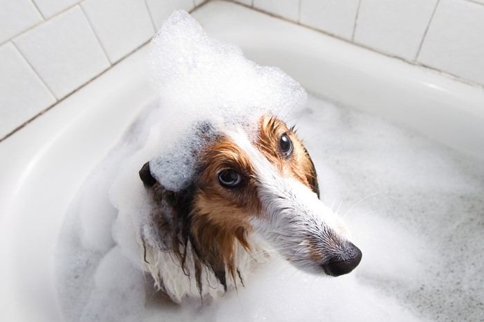 Dog in a bathtub with foam