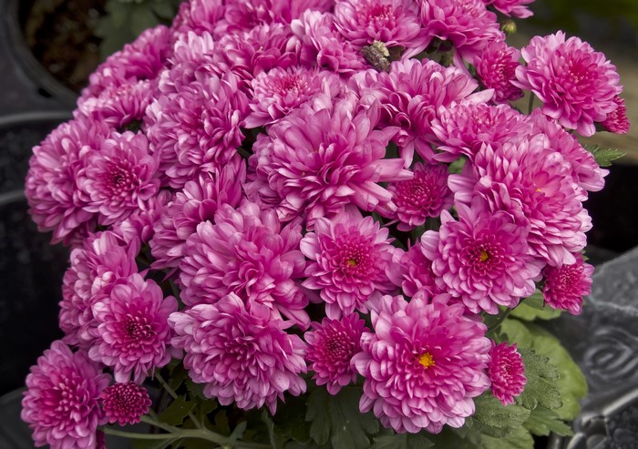 Pink Chrysanthemums