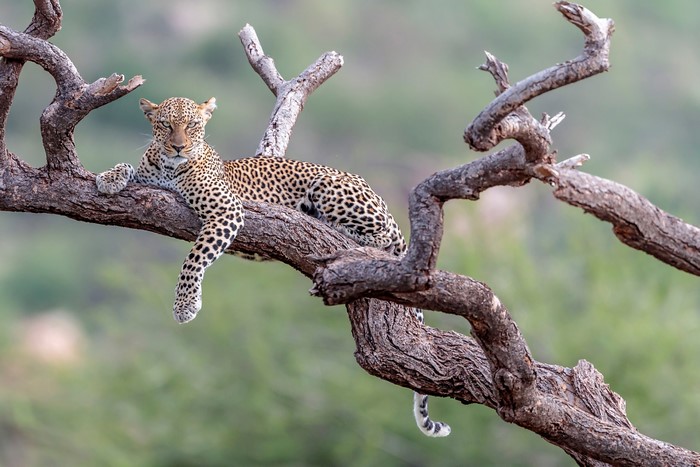 Leopard resting on tree branches