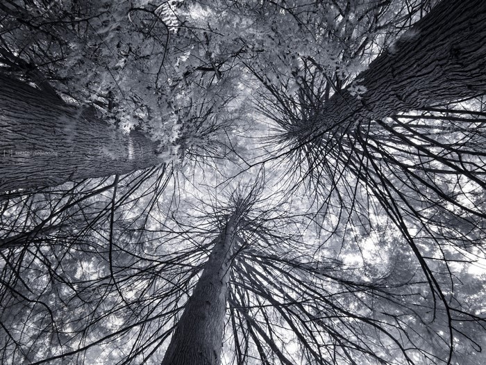 Looking up at trees from below
