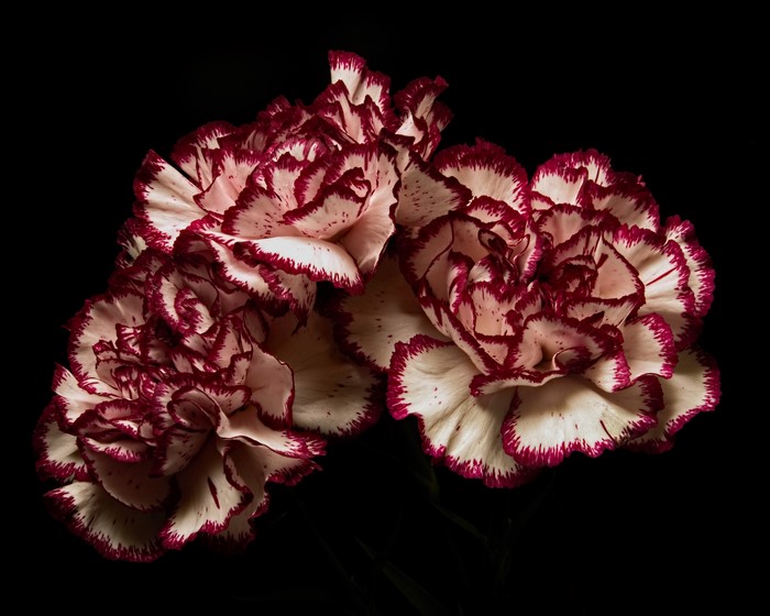 Three Carnations with Red Edges on Black Background