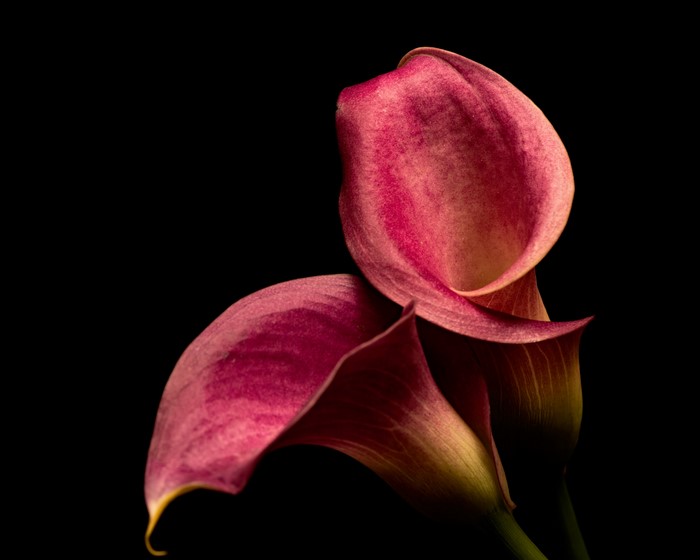 Two pink calla lilies on a black background