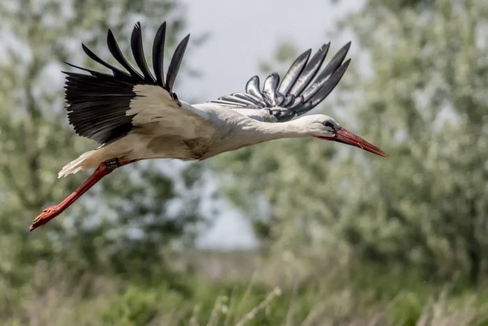White Stork in Flight Over Greenery