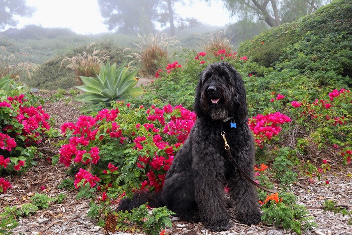 Black Spanish Water Dog sitting in a garden